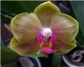 phalaenopsis brother sara gold